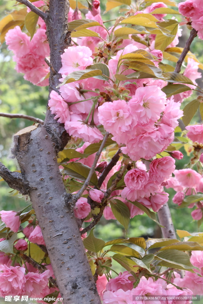 樱花