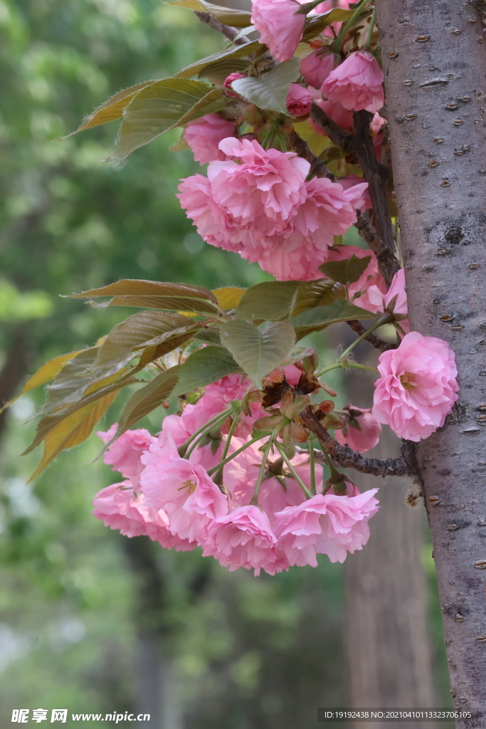 樱花