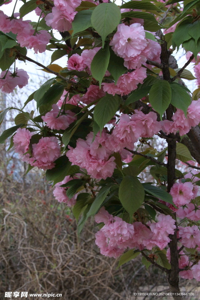 关山樱