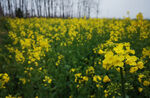 油菜花