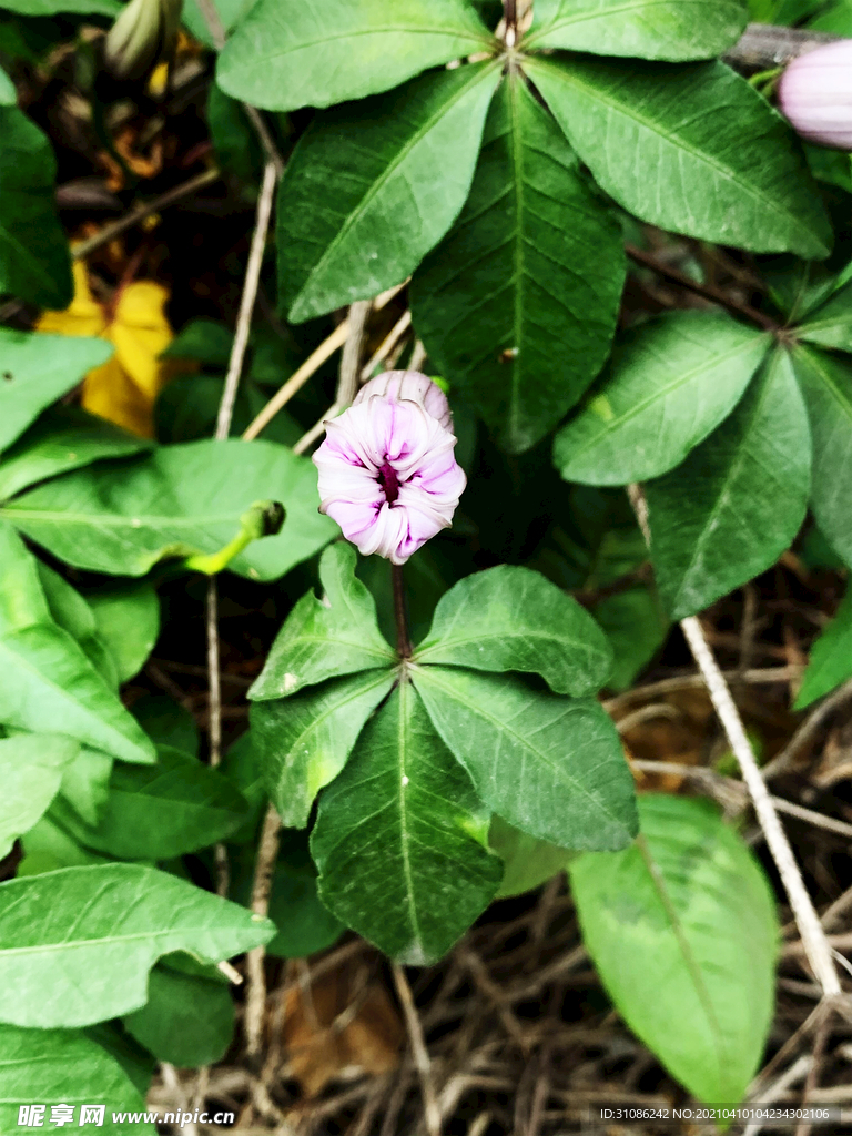 牵牛花