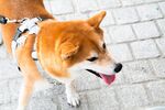 狗