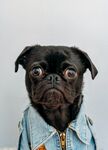 狗