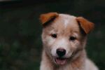 狗