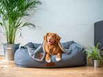 狗