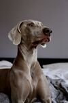 狗