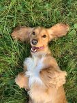 狗
