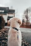 狗