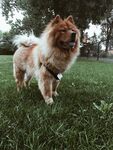 狗
