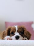 狗