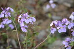蓝香芥