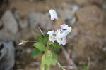 蓝香芥蜜蜂