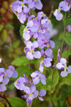欧亚香花芥