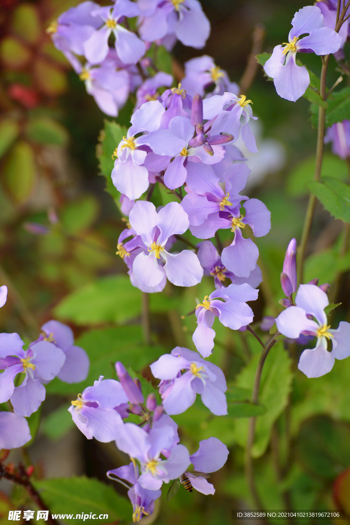 欧亚香花芥