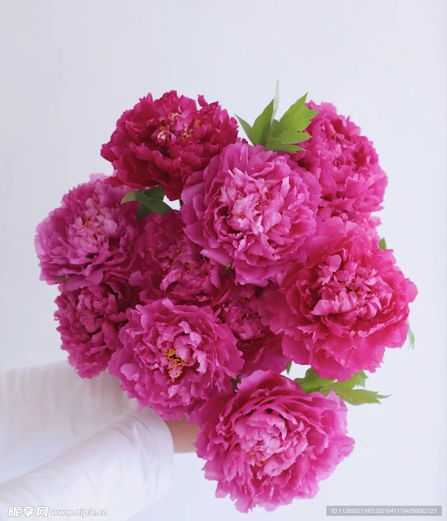芙蓉花