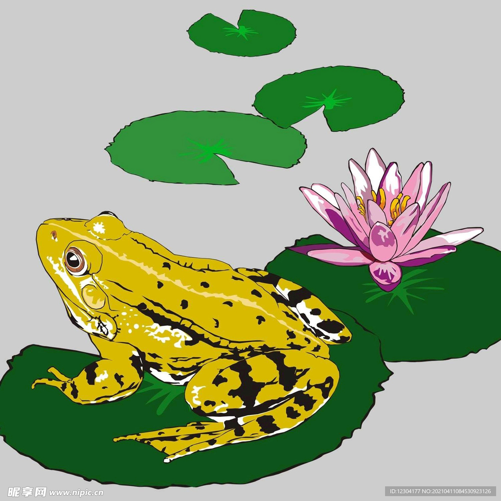 蛙