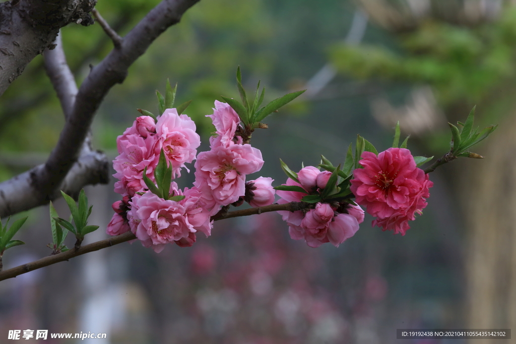碧桃花儿