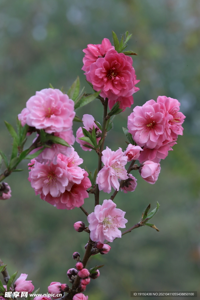 碧桃花儿