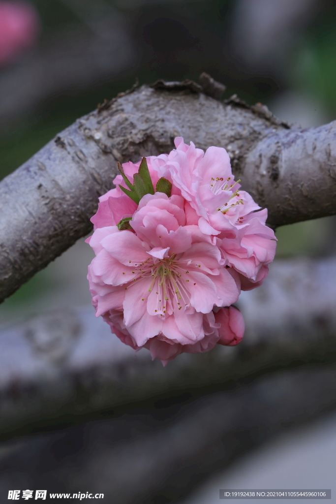 碧桃花儿
