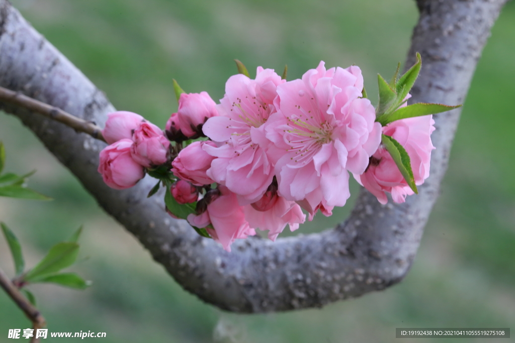 碧桃花儿