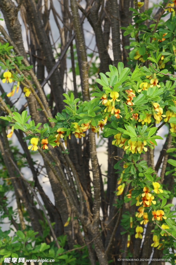 金雀花