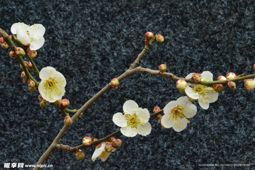 梅花