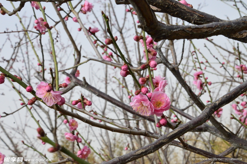 梅花