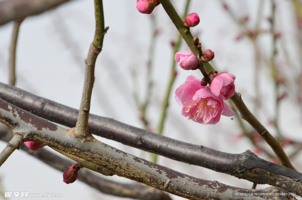 梅花