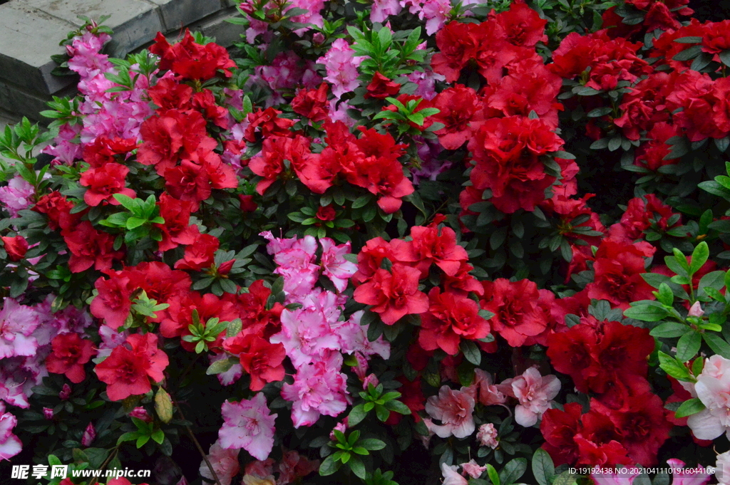 杜鹃花