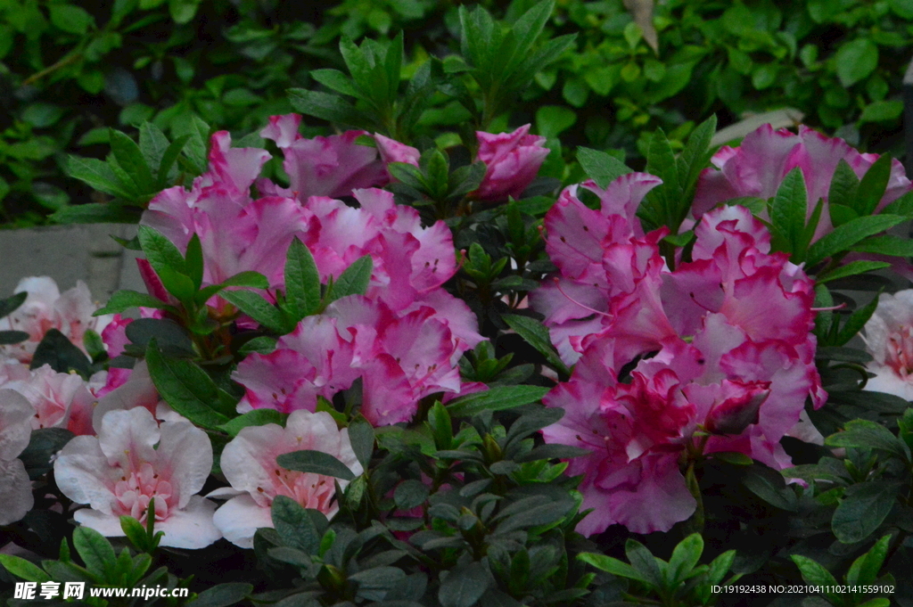 杜鹃花