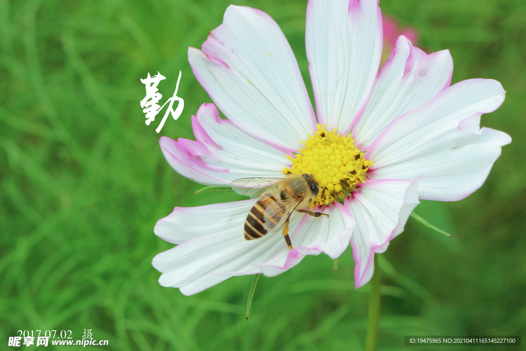 蜜蜂