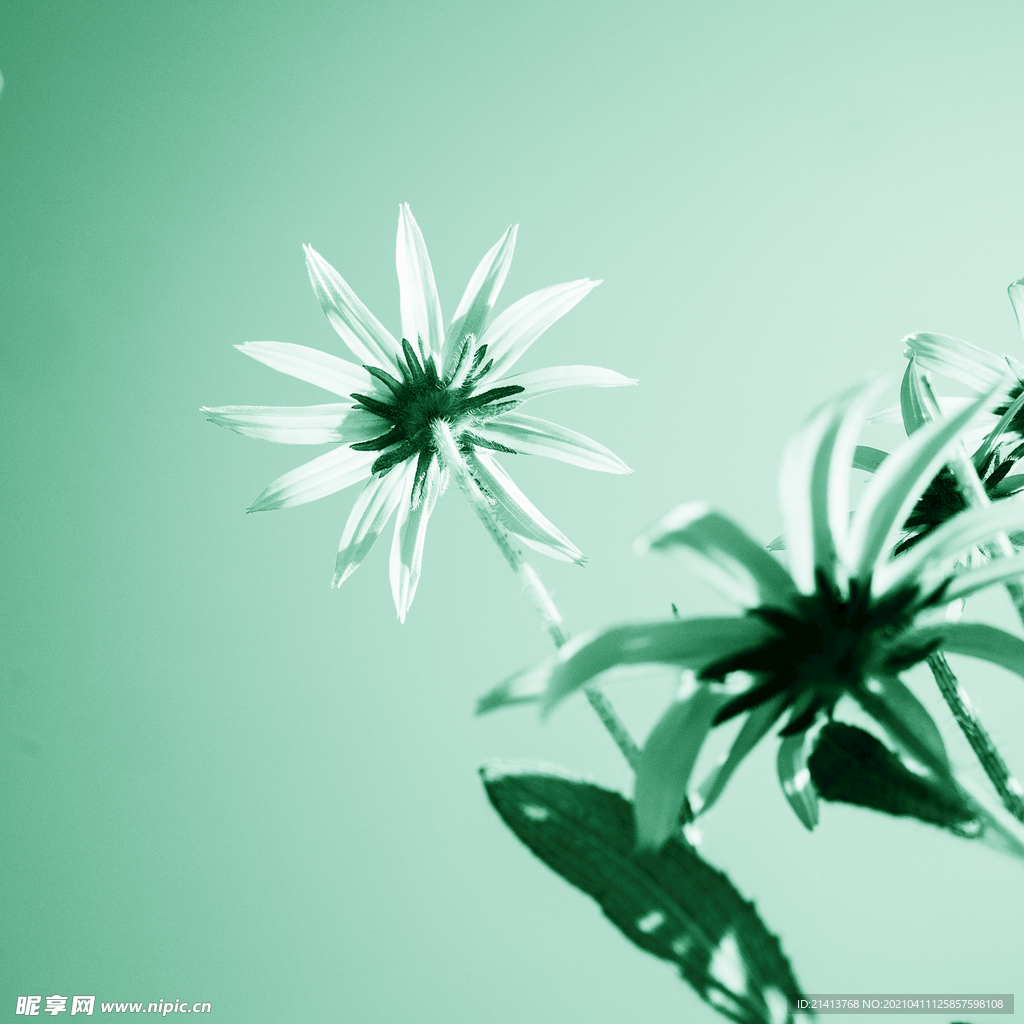 鲜花花朵花卉