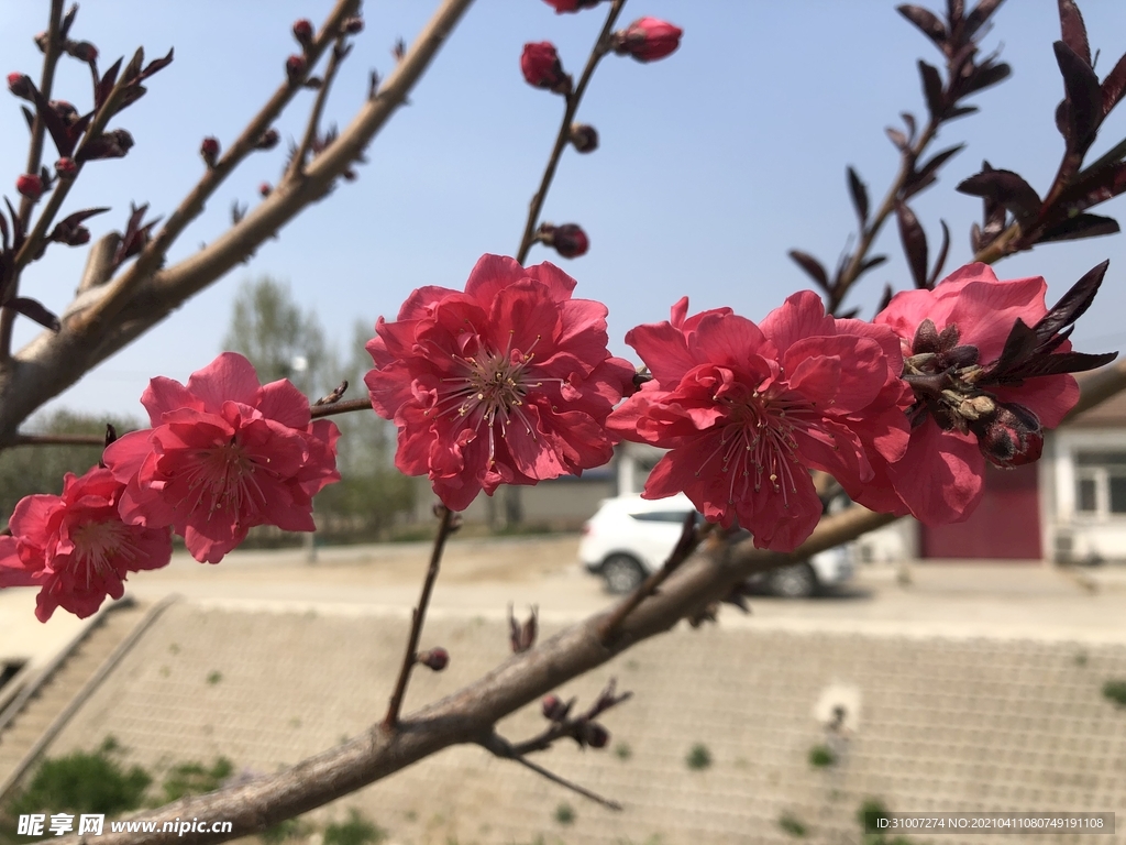 桃花