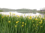 水仙花