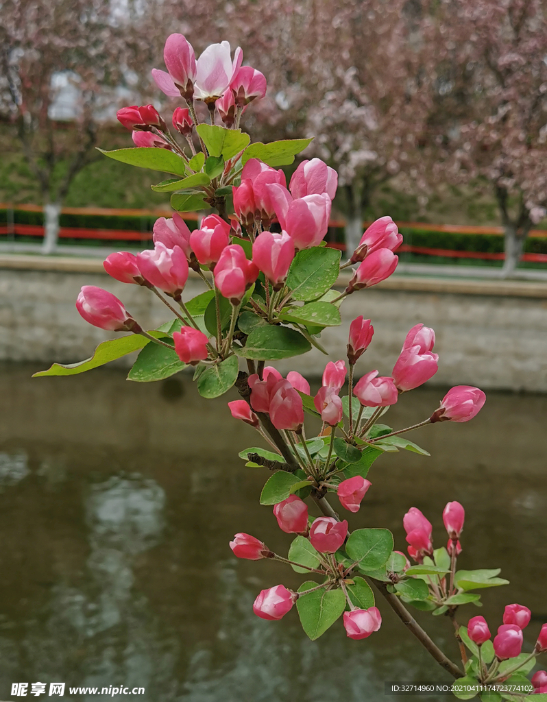 海棠花