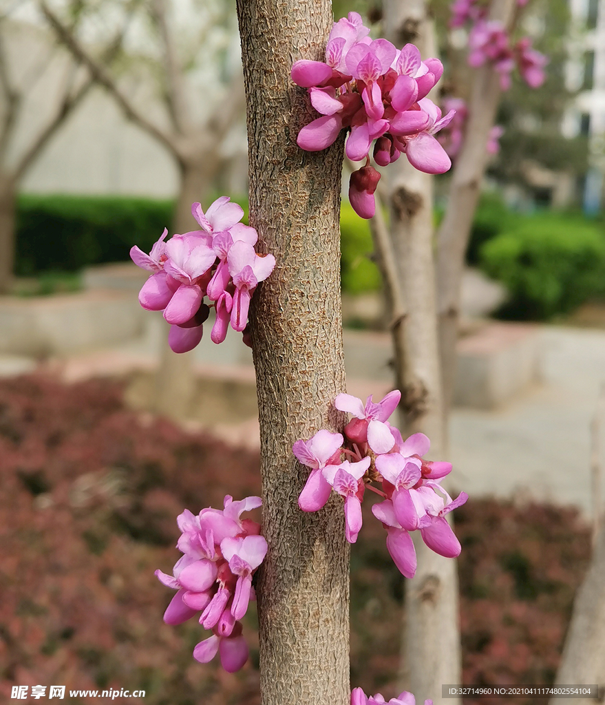 紫荆花