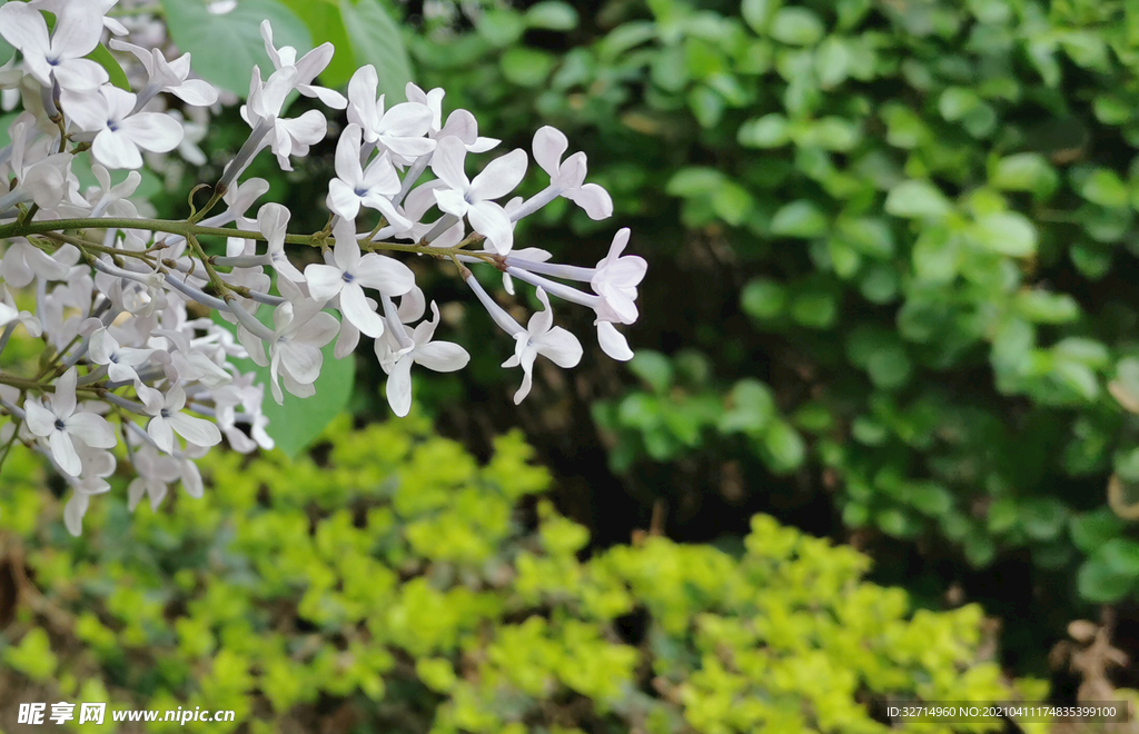 丁香花