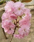 一丛樱花