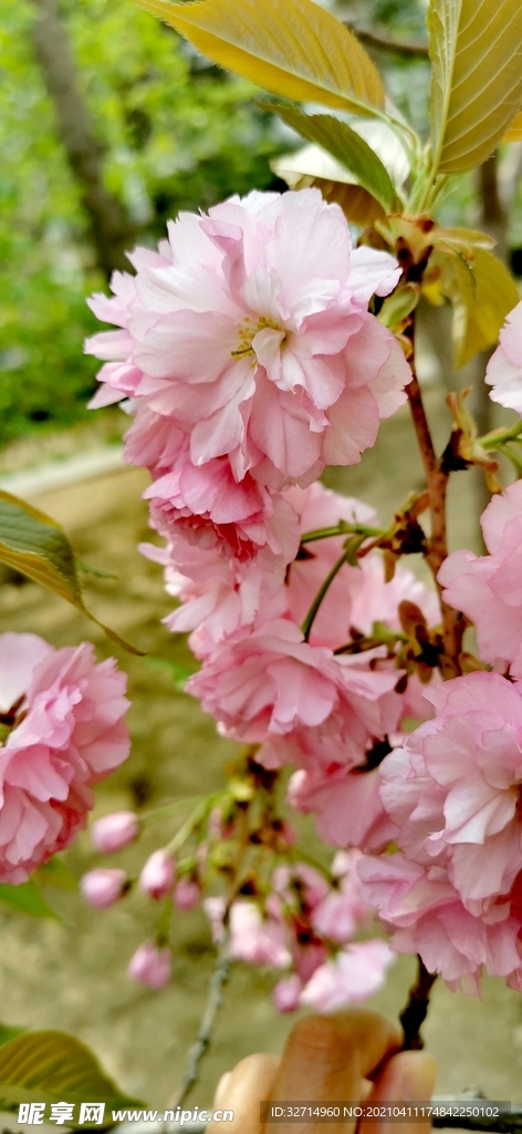 送你朵花