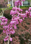 紫荆花