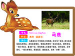 马鹿 动物简介