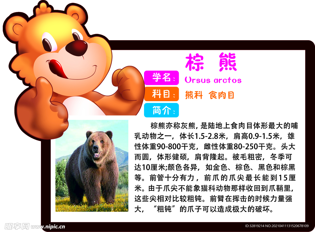 棕熊 动物简介