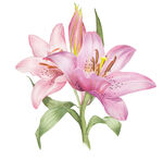 鲜花素材