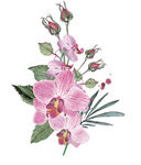 鲜花素材