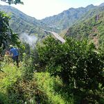 柑橘打药