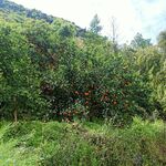 柑橘水果
