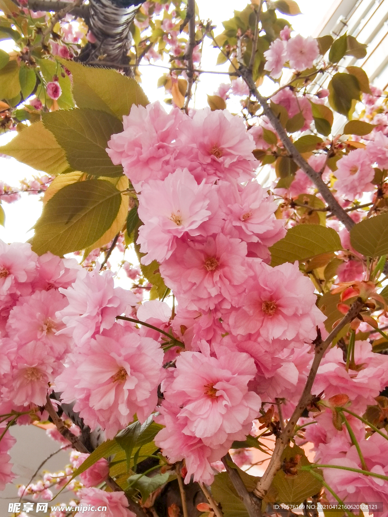 日本晚樱 樱花