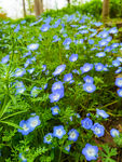 上海奇迹花园 粉蝶花