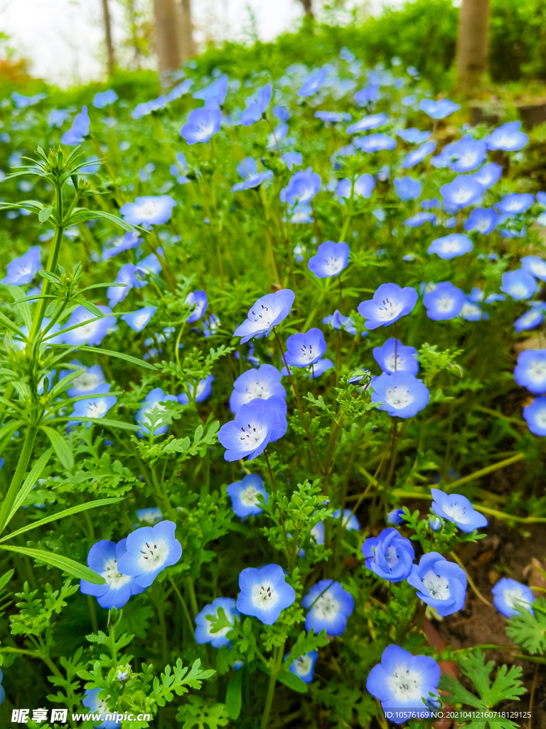 上海奇迹花园 粉蝶花