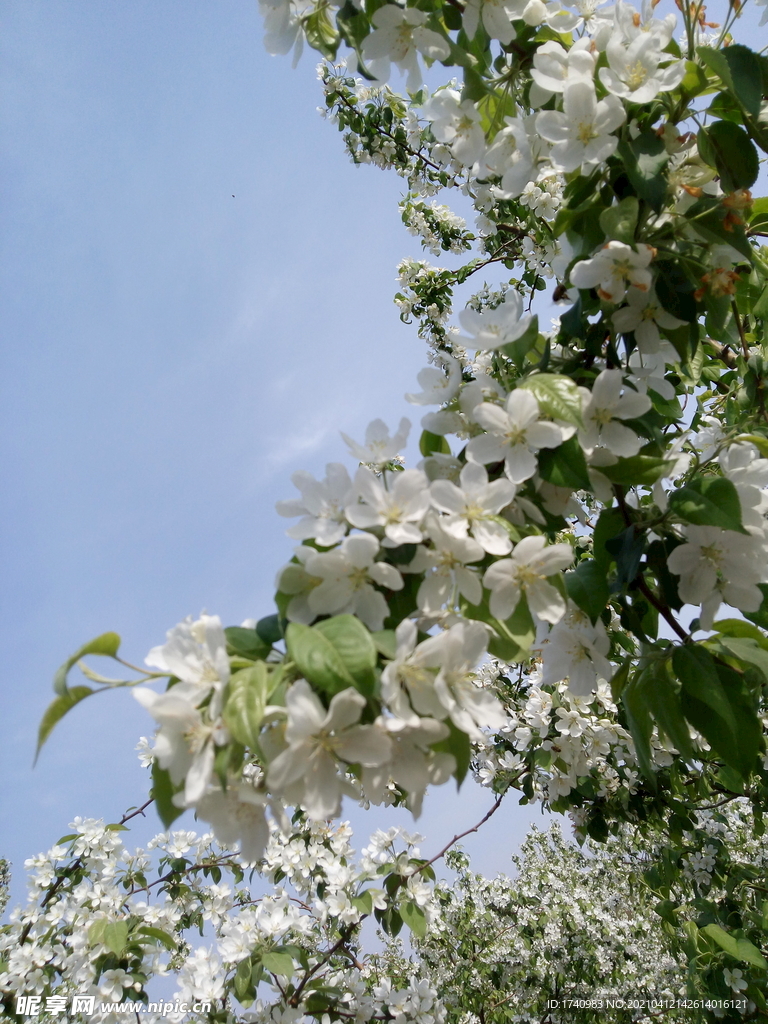 花